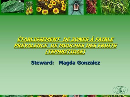 ÉTABLISSEMENT DE ZONES À FAIBLE PRÉVALENCE DE MOUCHES DES FRUITS (TEPHRITIDAE) Steward: Magda Gonzalez.