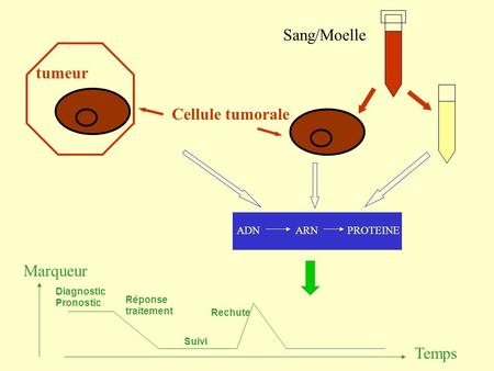 Sang/Moelle tumeur Cellule tumorale Marqueur Temps ADN ARN PROTEINE