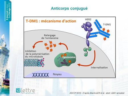 T-DM1 : mécanisme d'action Relargage de l'emtansine