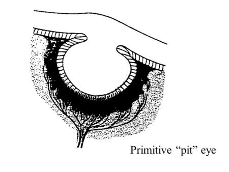 Primitive pit eye. Vertebrate eye Blood vessels covering human retina.