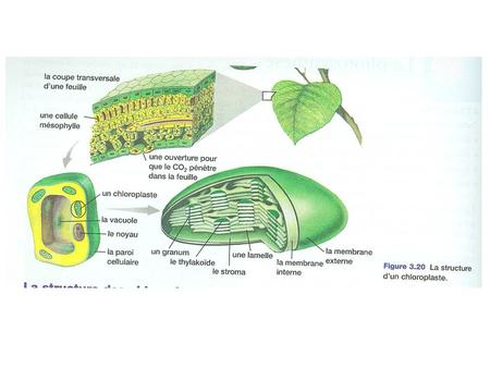 cours-pharmacie. com/biologie-vegetale/la-photosynthese