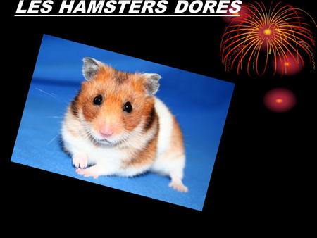 LES HAMSTERS DORES. LEUR VIE Les hamsters sont très fragile Il suffit de les faire tomber une seule fois et il meurt. Donc il faut avoir beaucoup de responsabilité