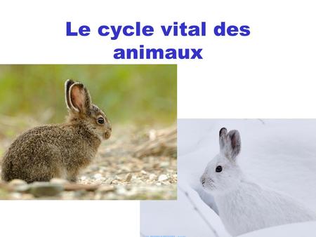 Le cycle vital des animaux