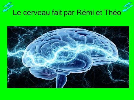 Le cerveau fait par Rémi et Théo