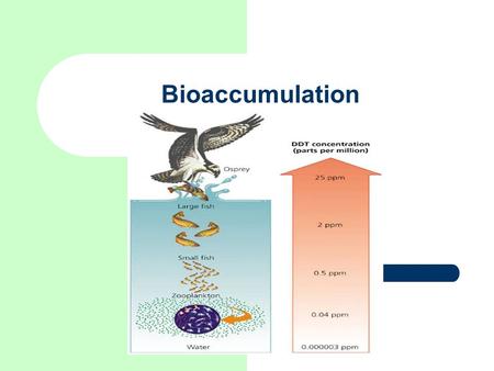 Bioaccumulation Image from.