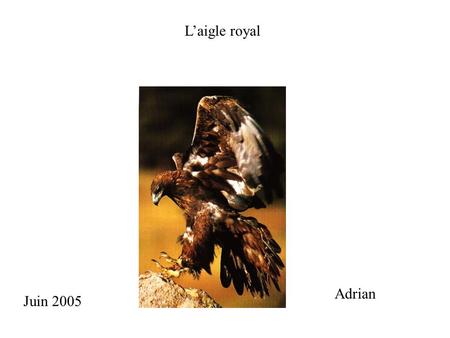 L’aigle royal Adrian Juin 2005.