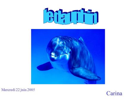 Le dauphin Mercredi 22 juin 2005 Carina.