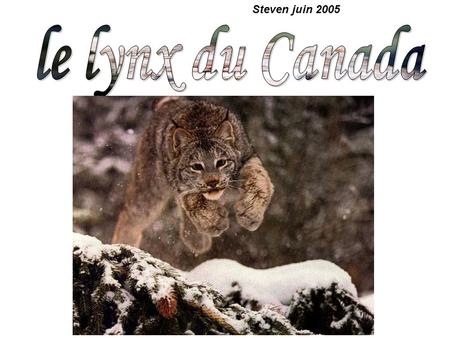 Steven juin 2005 le lynx du Canada.