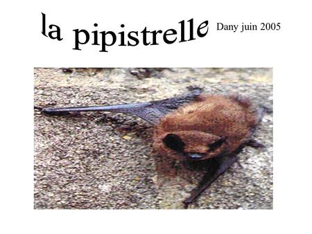 La pipistrelle Dany juin 2005.