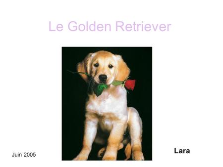 Le Golden Retriever Lara Juin 2005.