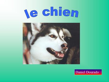 Le chien Daniel Dourado.