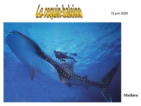 Le requin-baleine 15 juin 2005 Mathieu.