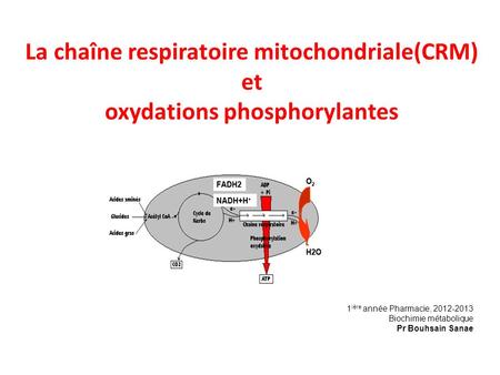 La chaîne respiratoire mitochondriale(CRM) et oxydations phosphorylantes 1ière année Pharmacie, 2012-2013 Biochimie métabolique Pr Bouhsain Sanae.