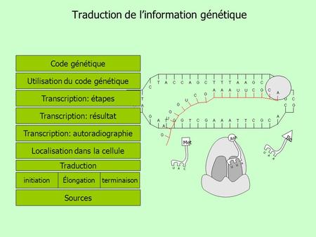 Traduction de l’information génétique
