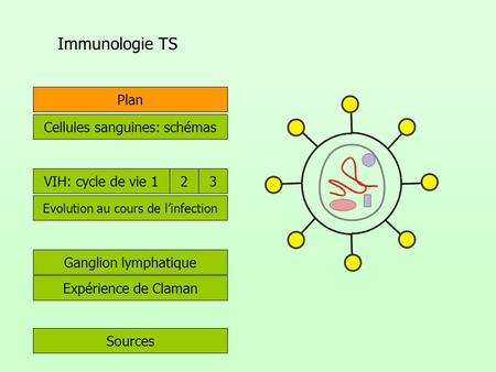 Immunologie TS Plan Cellules sanguines: schémas VIH: cycle de vie 1 2