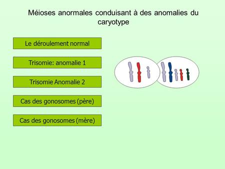 Méioses anormales conduisant à des anomalies du caryotype