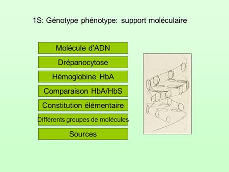 1S: Génotype phénotype: support moléculaire