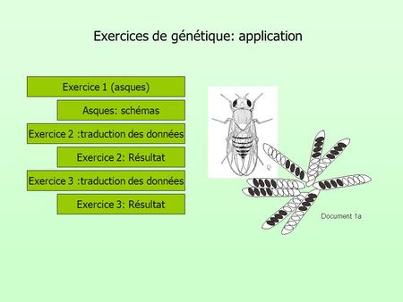 Exercices de génétique: application