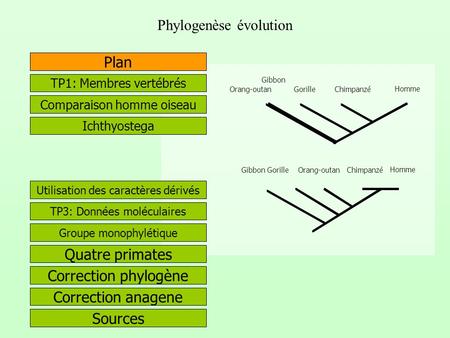 Phylogenèse évolution