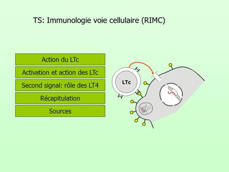 TS: Immunologie voie cellulaire (RIMC)