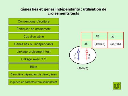 gènes liés et gènes indépendants : utilisation de croisements tests