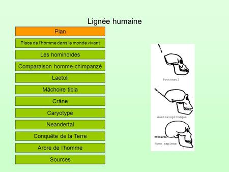 Lignée humaine Plan Les hominoïdes Comparaison homme-chimpanzé Laetoli