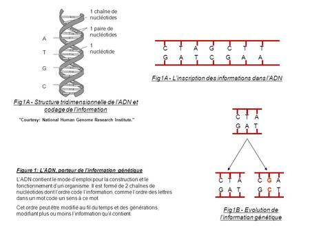 Fig1A - L’inscription des informations dans l’ADN