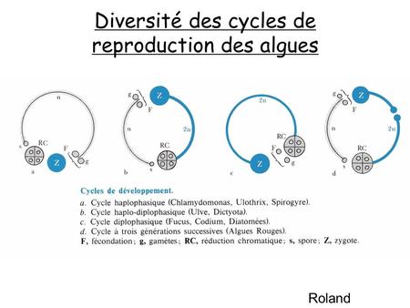 Diversité des cycles de reproduction des algues