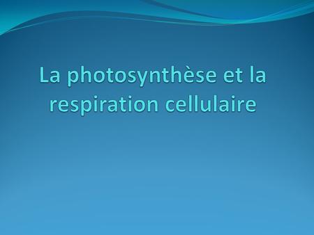 La photosynthèse et la respiration cellulaire