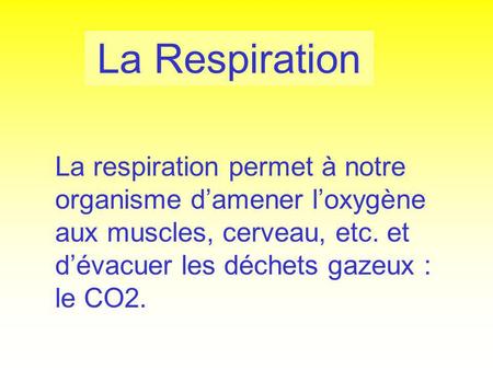 La Respiration La respiration permet à notre organisme d’amener l’oxygène aux muscles, cerveau, etc. et d’évacuer les déchets gazeux : le CO2.