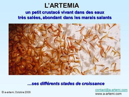 L’ARTEMIA un petit crustacé vivant dans des eaux