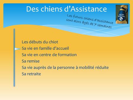 Des chiens d’Assistance