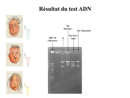 Résultat du test ADN ADN de référence Mr Porc- Epic Mr Mérinos Mr Chuyafon ?