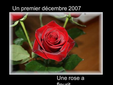 Une rose a fleurit Un premier décembre 2007. Dans l’attente du grand moment.