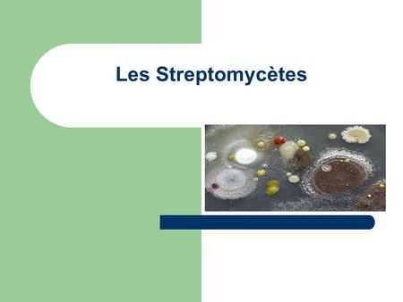 Les Streptomycètes.