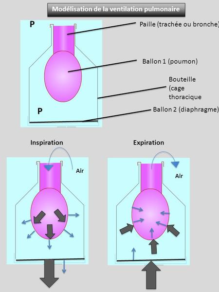 Modélisation de la ventilation pulmonaire