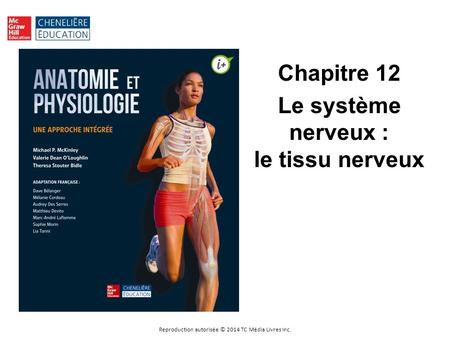 Chapitre 12 Le système nerveux : le tissu nerveux