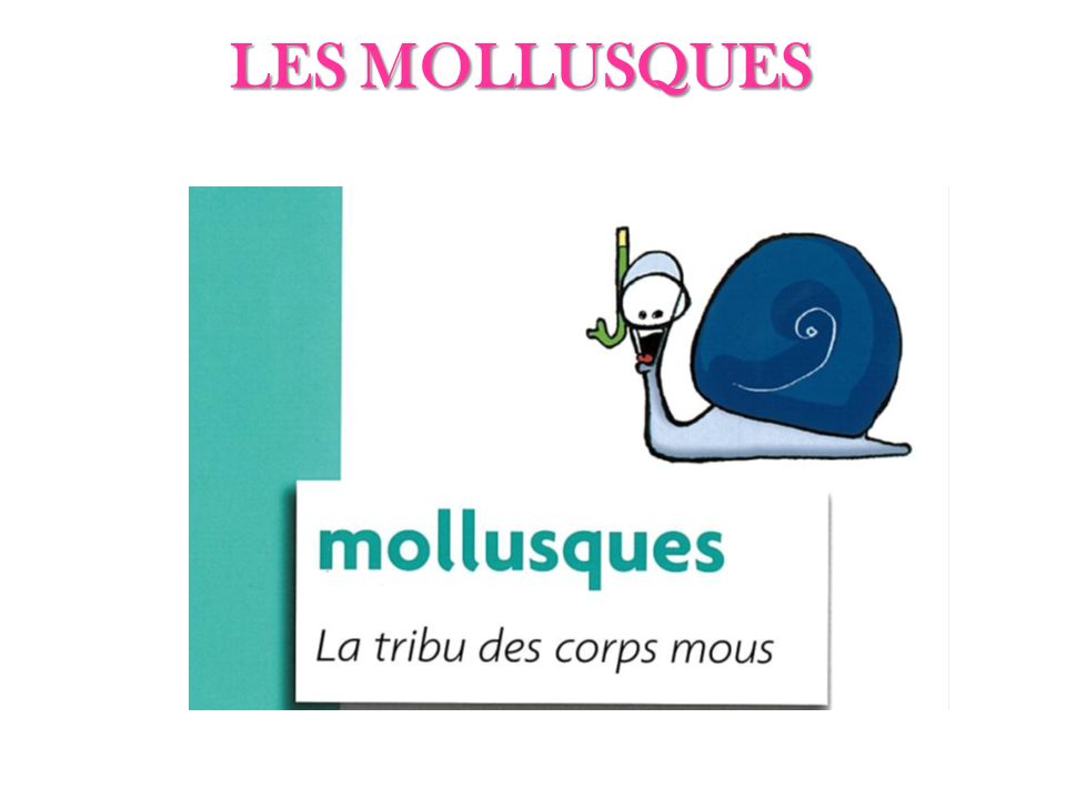 Classification/MOLLUSQUES DE MEDITERRANEE/CEPHALOPODES/poulpe-longs-bras