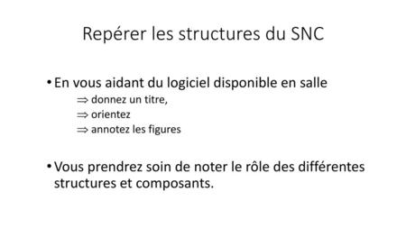 Repérer les structures du SNC