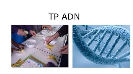 TP ADN.