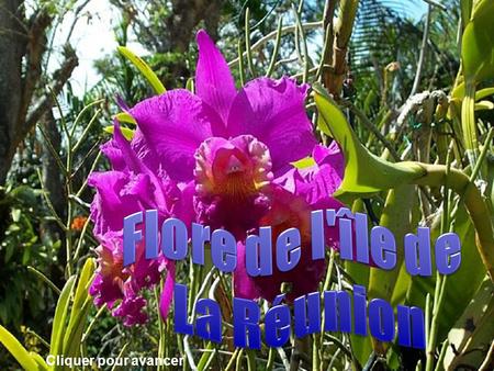 Flore de l'île de La Réunion