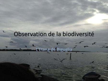 Observation de la biodiversité