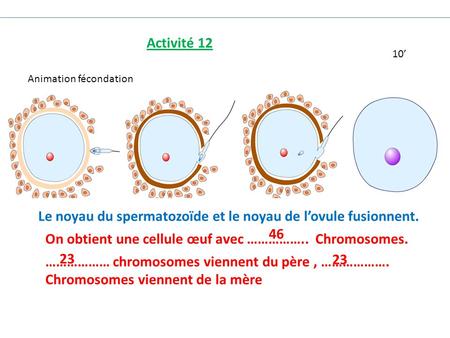 Le noyau du spermatozoïde et le noyau de l’ovule fusionnent. 46