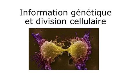 Information génétique et division cellulaire