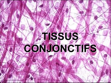 TISSUS CONJONCTIFS.