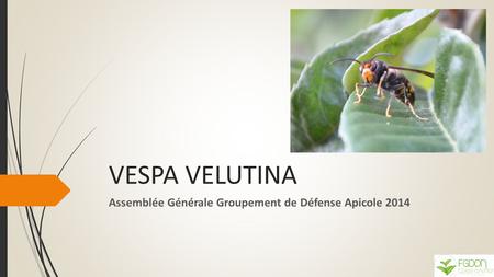 VESPA VELUTINA Assemblée Générale Groupement de Défense Apicole 2014.