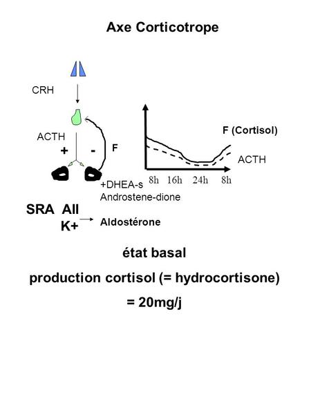 production cortisol (= hydrocortisone)