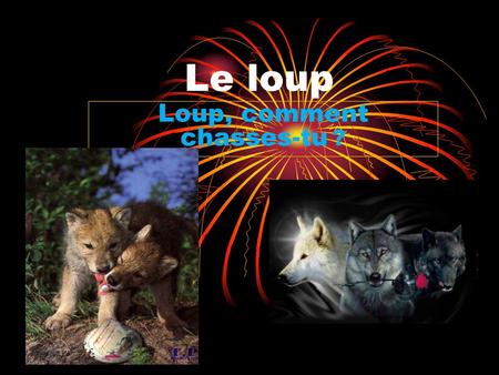 Loup, comment chasses-tu ?