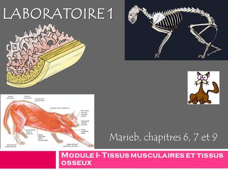 Module I- Tissus musculaires et tissus osseux