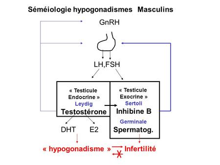 Testostérone Inhibine B Spermatog.